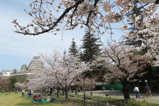 桜 桜の写真