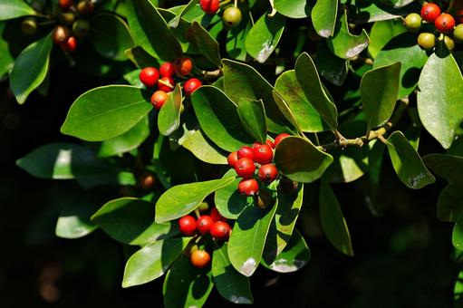 秋の陽射しとクロガネモチ 秋の陽射しとクロガネモチ クロガネモチ,黒金餅,モチノキ科の写真素材