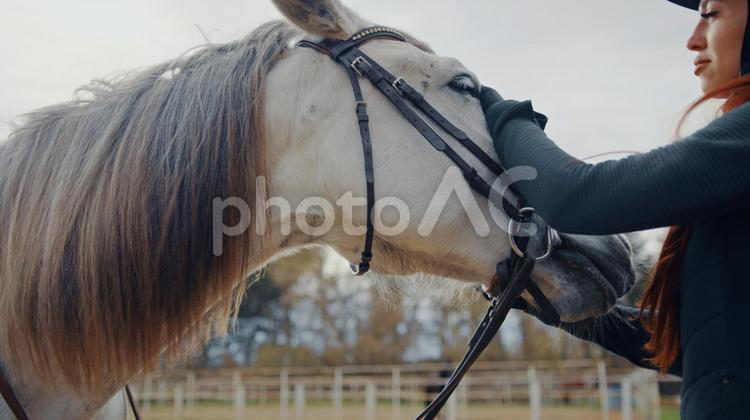 撫でられて気持ちよさそうな白馬 馬,馬の顔,上半身の写真素材