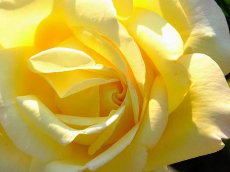 Photo, rosas, amarillo, primer plano, 