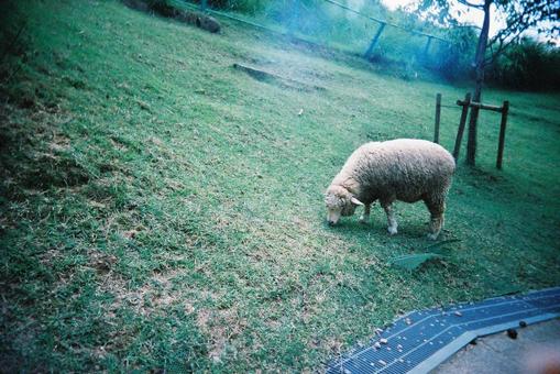 羊さんの食事 羊さんの食事の写真