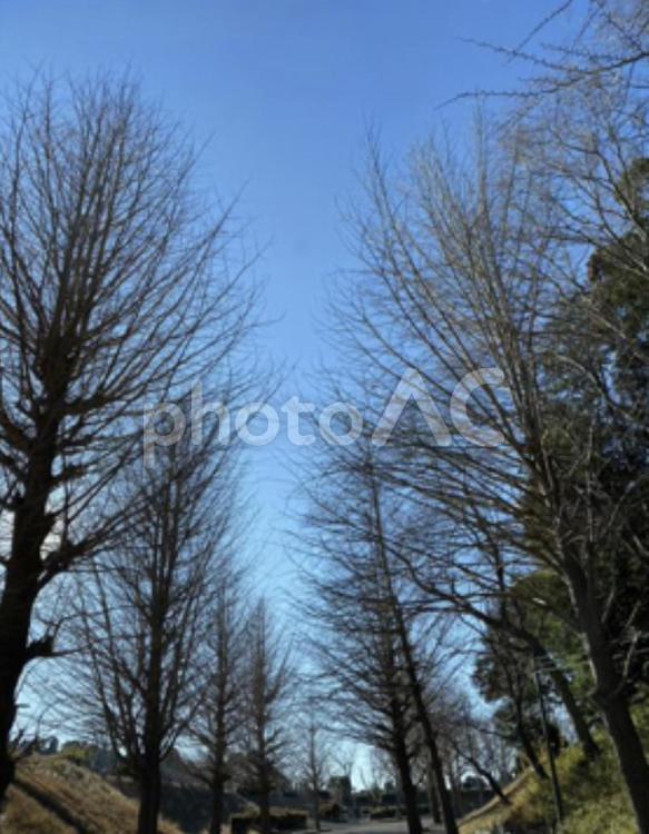 秋の銀杏並木 秋,銀杏,並木道の写真素材