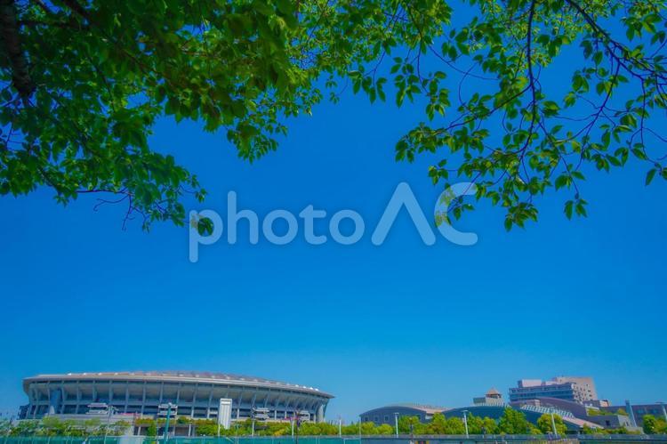 木陰からのスタジアム全景 スタジアム,木陰,木の写真素材