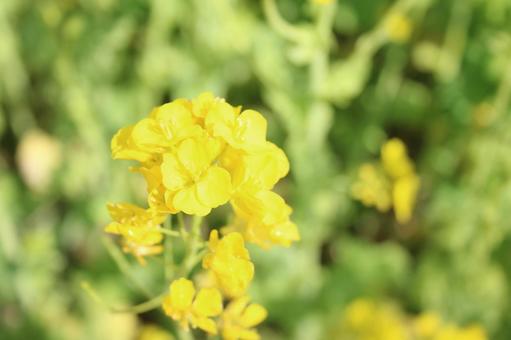菜の花 菜の花の写真