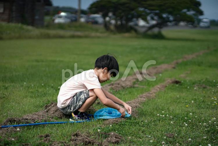 ※＜素材＞夏の公園で虫取りをする男の子 子供,男性,人物の写真素材