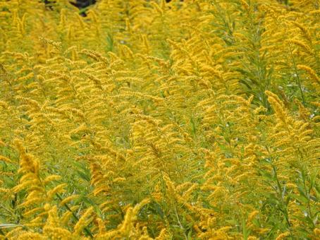 【花の写真】セイタカアワダチソウ セイタカアワダチソウ,背高泡立草,黄色の写真素材