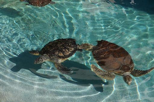 優雅に泳ぐ2匹の海亀 海,ウミガメ,亀の写真素材