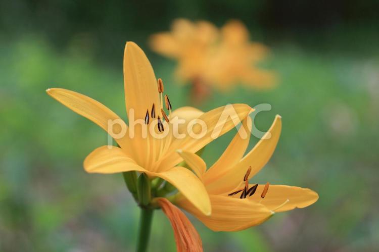 エゾカンゾウ エゾカンゾウ,ニッコウキスゲ,野花の写真素材