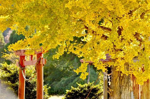 Ginkgo, ginkgo biloba, ginkgo, stomach, JPG