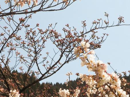 桜の枝と空 桜の枝と空の写真