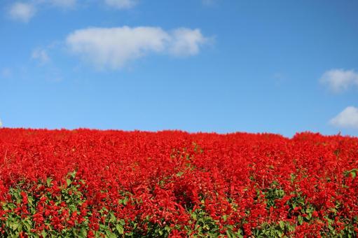 青空と白い雲と赤い満開のサルビアの花畑 青空,白い,雲の写真素材