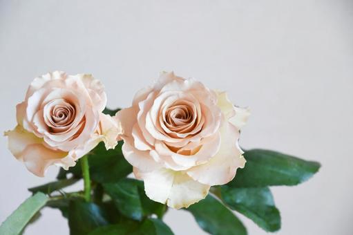 コーラルピンクのばら コーラルピンク,ばら,薔薇の写真素材