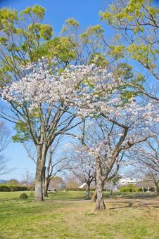 桜 桜の写真