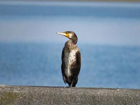 防波堤に佇むカワウ 防波堤に佇むカワウ カワウ,野鳥,動物の写真素材
