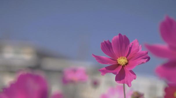 ピンクのコスモス ピンク,野草,被写界深度の写真素材