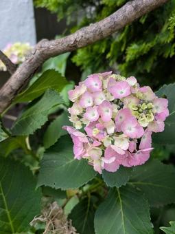 紫陽花 アジサイ 紫陽花 アジサイ の写真