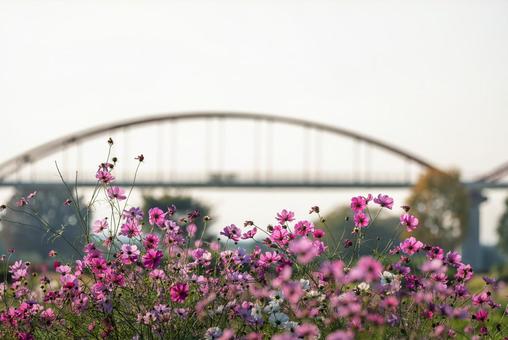 夕方の吹上コスモス畑と水道橋 花,コスモス,ピンクの写真素材