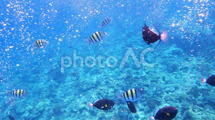 海の中の熱帯魚 水中,魚,水泳の写真素材