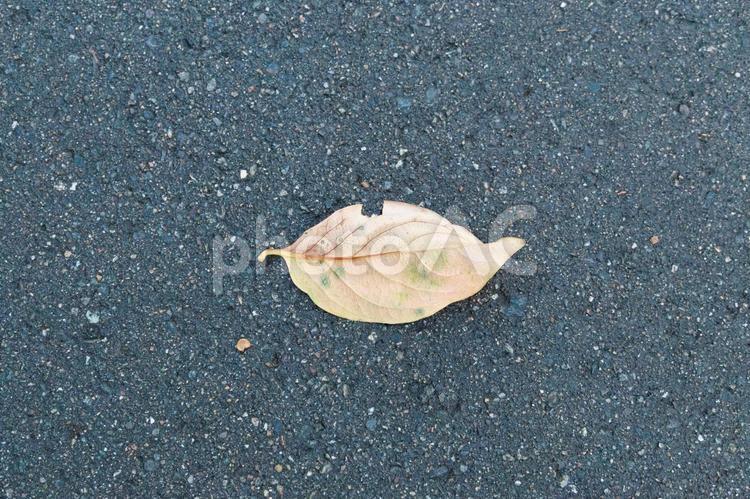 アスファルトと落ち葉 落ち葉,アスファルト,道路の写真素材