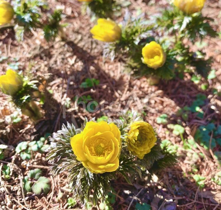咲きはじめの福寿草1 福寿草,フクジュソウ,黄色の写真素材