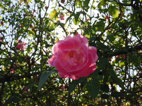 バラ園にて綺麗な薔薇を撮りました 花,薔薇,自然の写真素材