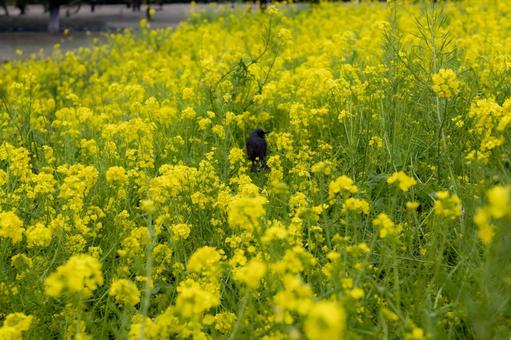 菜の花が咲く畑にいる黒い鳥の遠景 菜の花が咲く畑にいる黒い鳥の遠景の写真