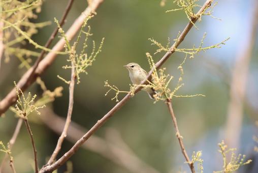 ヤナギムシクイ ヤナギムシクイの写真