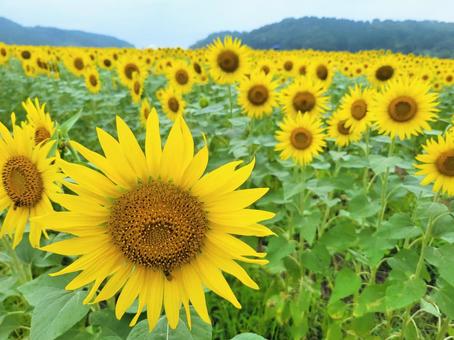 ひまわり畑 ひまわり畑 ひまわり,花畑,夏の写真素材