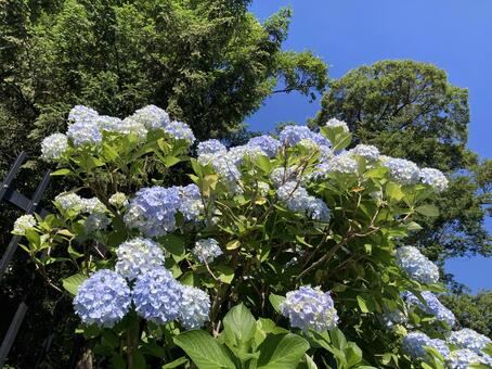 紫陽花 紫陽花,花,花弁の写真素材