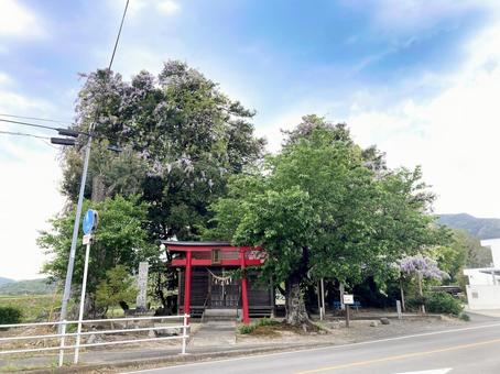 福島県　深山神社 福島県,神社,藤の花の写真素材