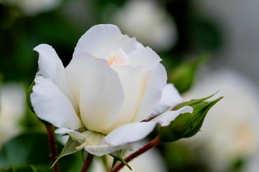 「純潔」が花言葉、白い薔薇 「純潔」が花言葉、白い薔薇の写真