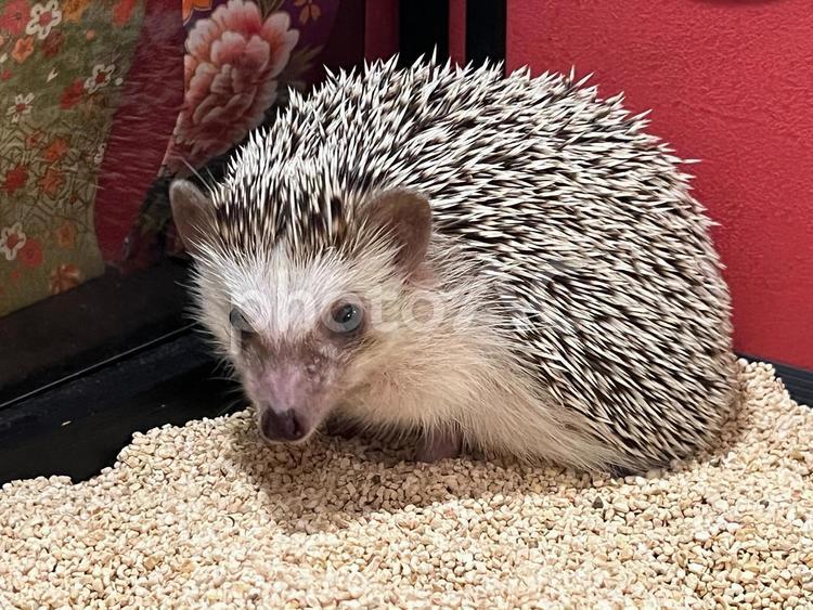 ハリネズミ4 ハリネズミ,はりねずみ,針鼠の写真素材