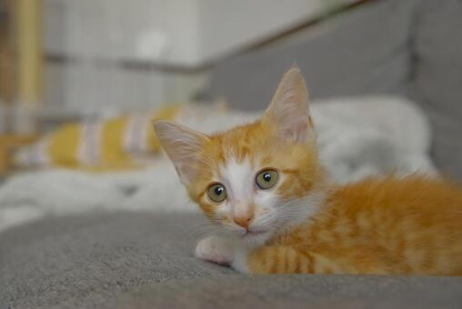 甘えるような表情の茶トラの子猫 子猫,猫,茶トラの写真素材