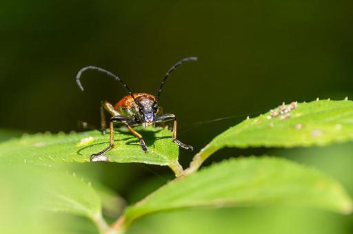 アカハナカミキリ アカハナカミキリの写真