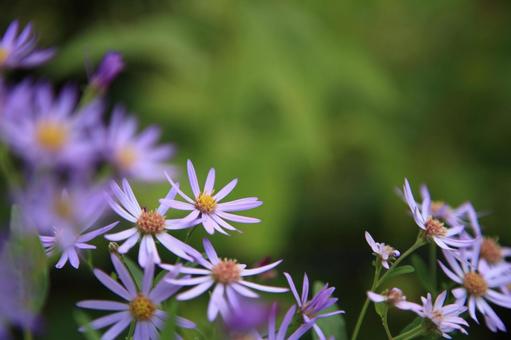 高山植物 高山植物の写真
