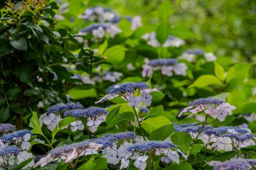 指扇アジサイまつり2025年 指扇アジサイまつり2025年 アジサイ,紫陽花,花の写真素材