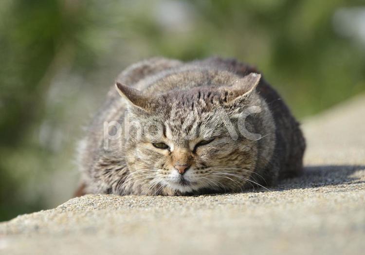 可愛い相島のメス猫ちゃん ねこ,ネコ,猫の写真素材