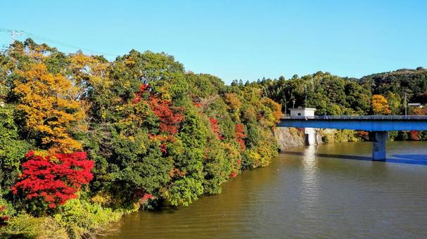 秋の亀山湖・色づく山＆橋（千葉県君津市） 秋,亀山湖,紅葉の写真素材