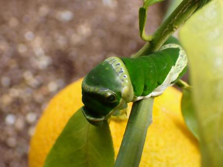 ナガサキアゲハの幼虫① ナガサキアゲハ,幼虫,大型の写真素材