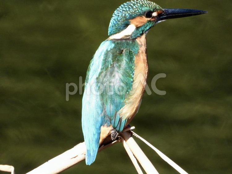 ヨシにつかまるカワセミ 鳥,野鳥,カワセミの写真素材