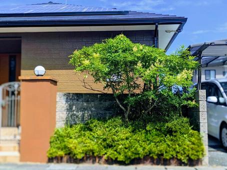 戸建て玄関前の緑 戸建て玄関前の緑 玄関前,緑,樹木の写真素材