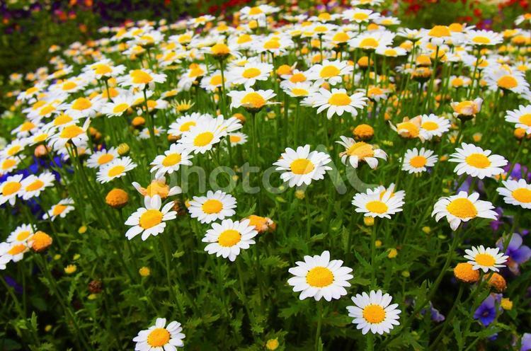 カモミールの花畑 カモミール,春,花畑の写真素材