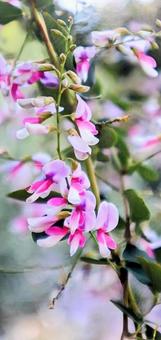 秋を教えてくれるの写真