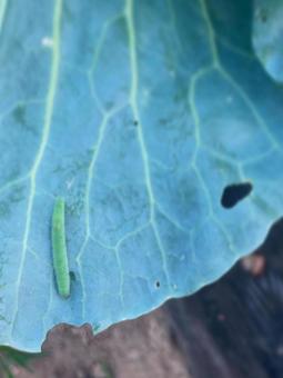 モンシロチョウの幼虫 モンシロチョウの幼虫 サラダ,野菜,食事の写真素材