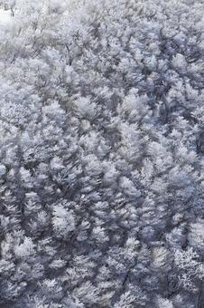 御在所岳の樹氷 御在所岳の樹氷 樹氷,三重県,御在所岳の写真素材
