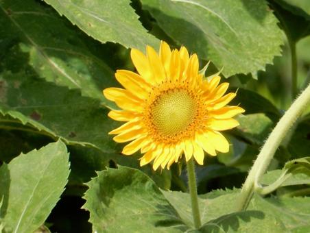 [Flower Photo] Sunflower, JPG