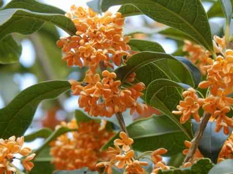 【花の写真】キンモクセイ（金木犀） キンモクセイ,金木犀,植物の写真素材