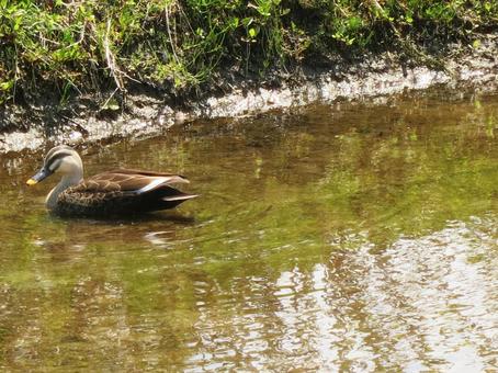 Photo, duck, lake, natural, 
