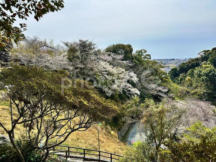 桜　サクラ　新宮城跡の桜　丹鶴城跡 和歌山県新宮市,熊野川河口,丹鶴山の写真素材