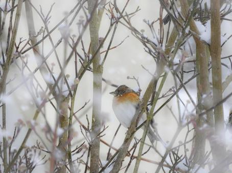 アトリと雪 アトリと雪の写真